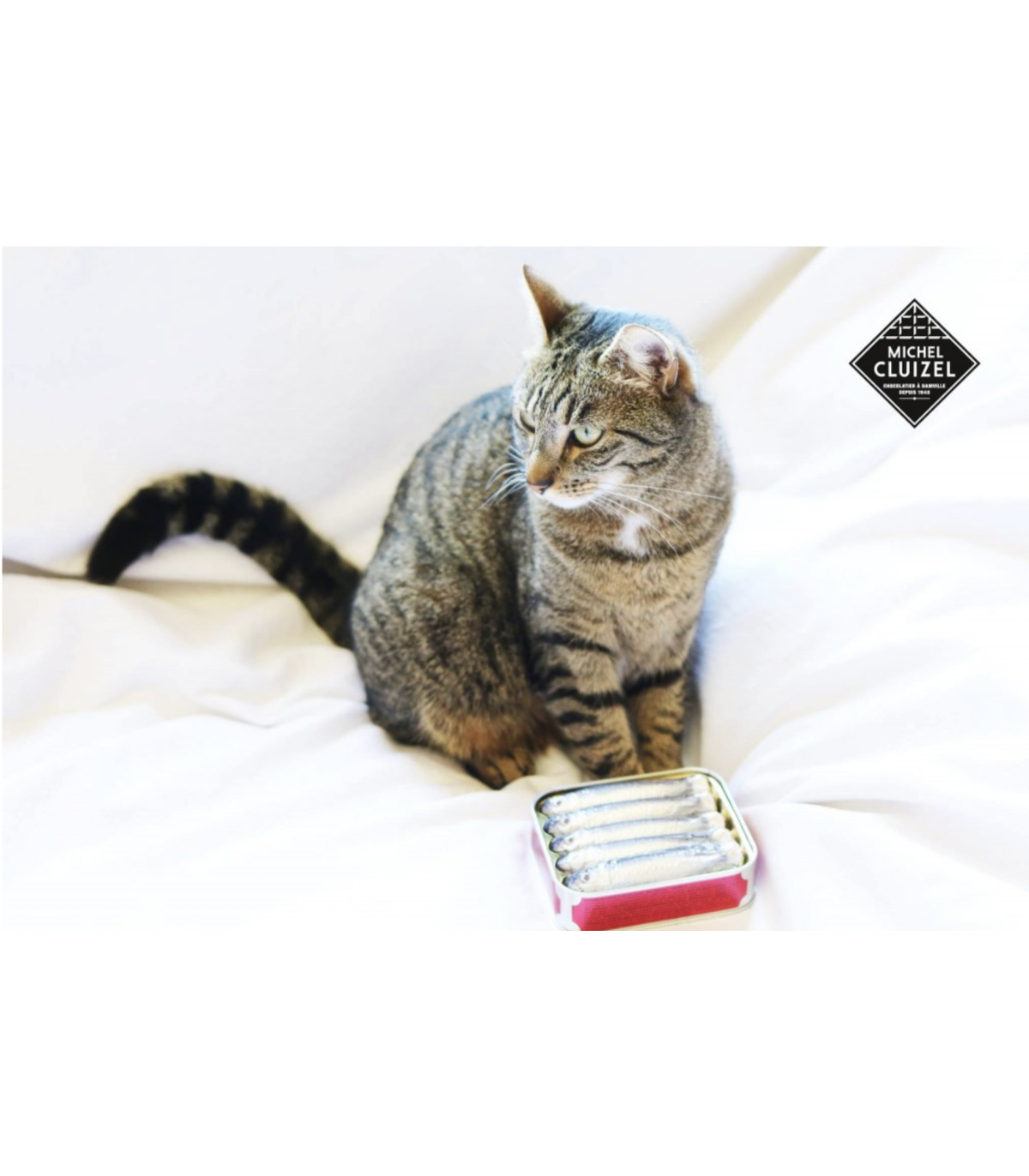 Čokoládové sardinky v konzervě