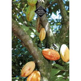 Pralinkové cappuccino v dárkové kazetě